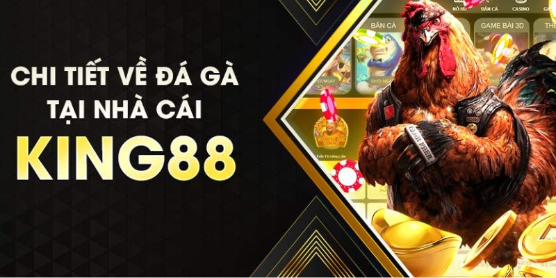 Đá gà King88 luôn thu hút hội viên